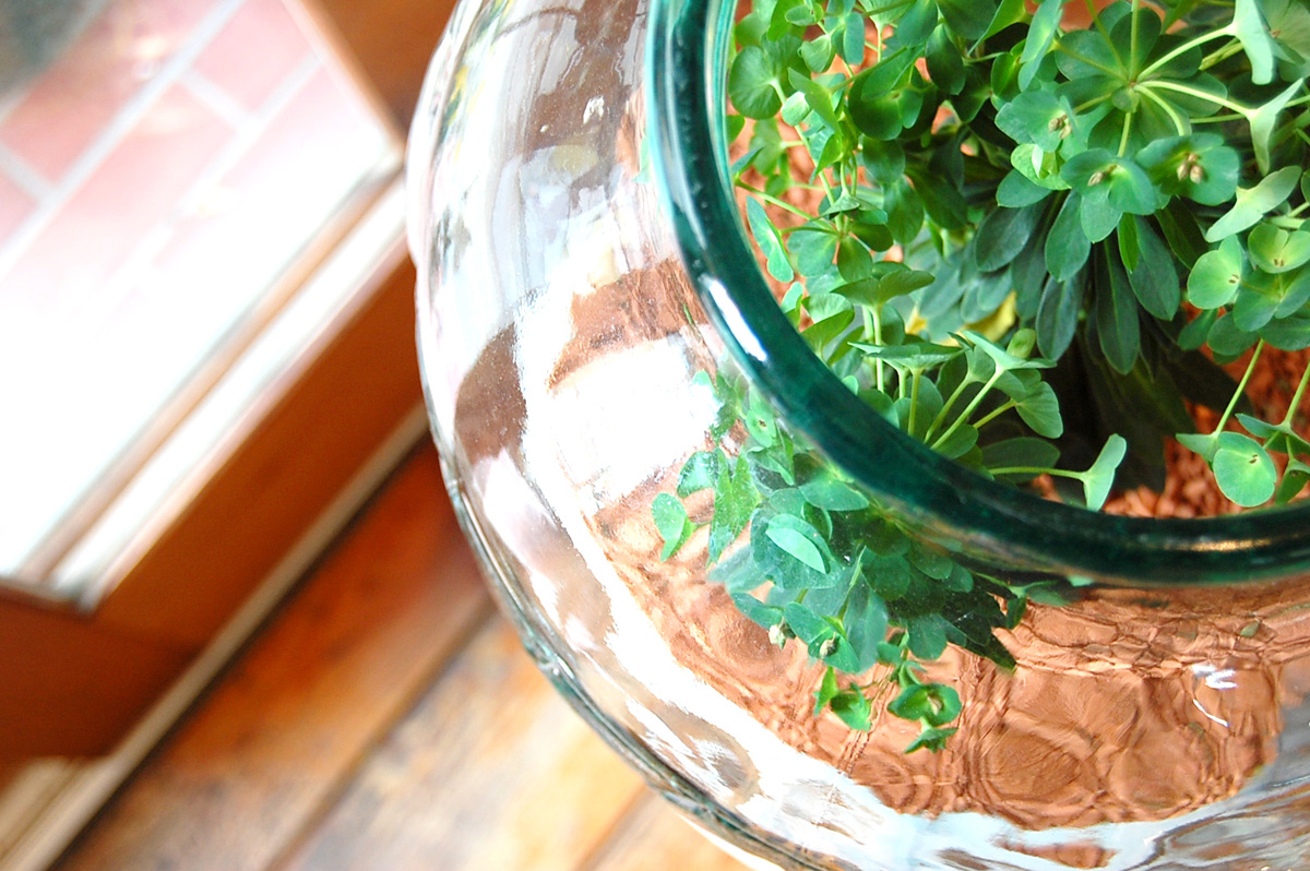 観葉植物|ユーフォルビア・マーチニー(ガラスの壺入り)